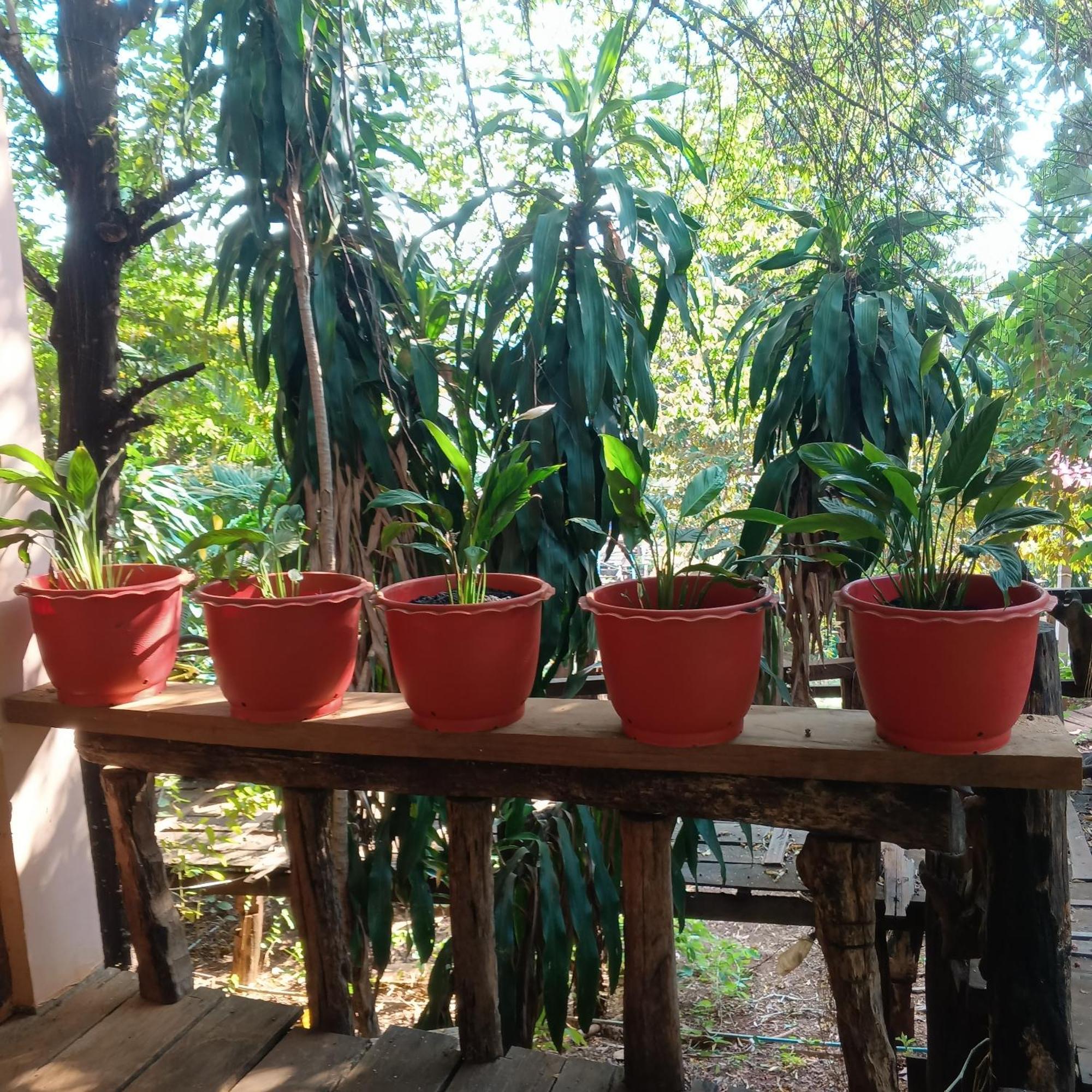 Familyhouse & Trekking Apartment Banlung Bilik gambar